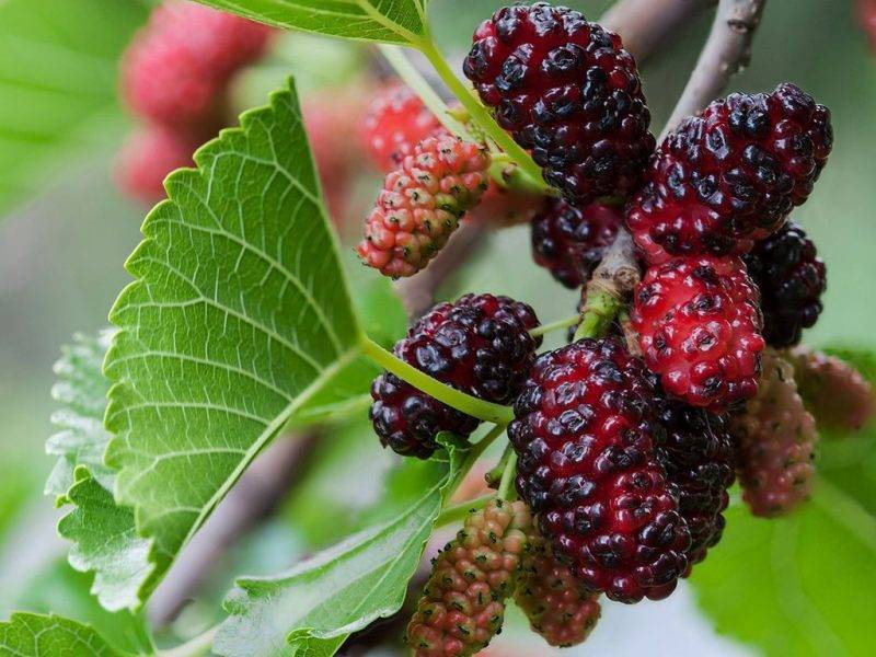 Шелковица купить саженцы из питомнике в Рубцовске