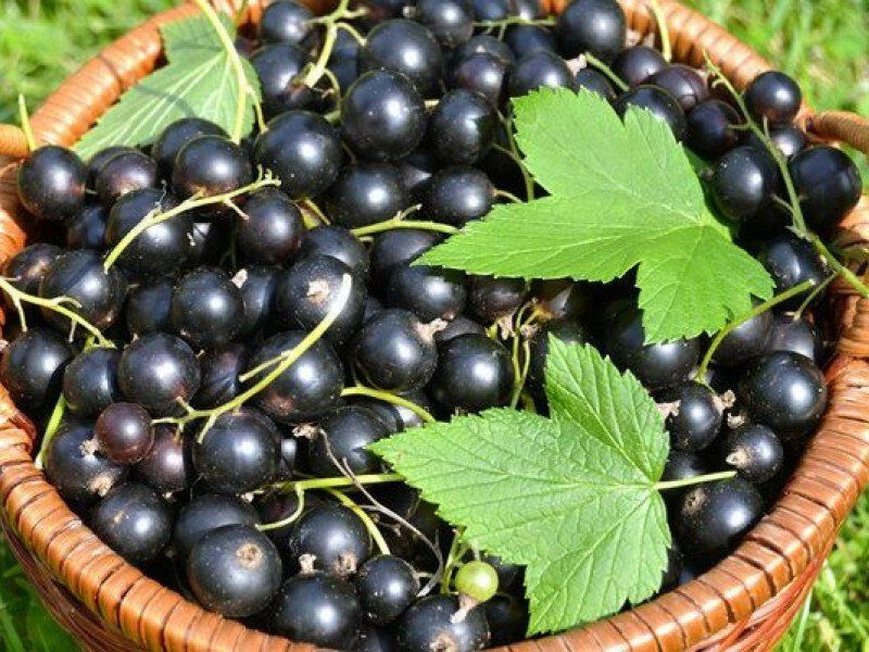 Смородина купить саженцы из питомника в Рубцовске