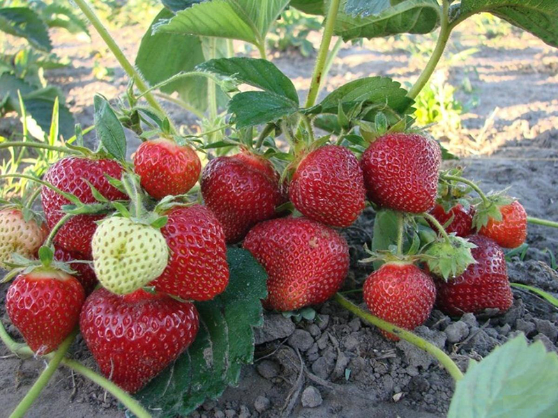 Клубника купить саженцы из питомника в Рубцовске