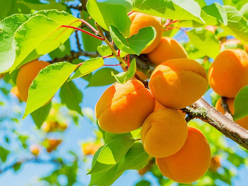 Абрикос купить саженцы из питомнике в Рубцовске