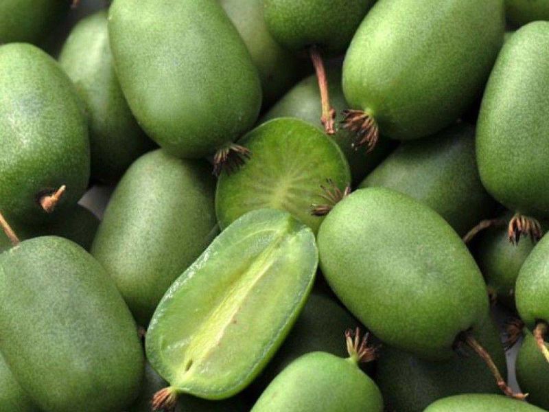 Актинидия купить саженцы из питомнике в Рубцовске