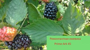 Ежевика "ПРАЙМ АРК 45"