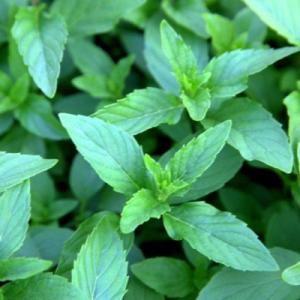 Мята персиковая саженец ЗКС